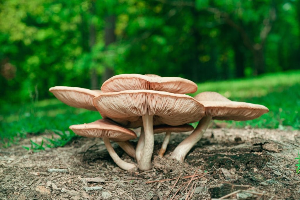 Photo Mushroom cultivation