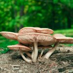 Photo Mushroom cultivation